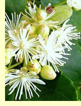 Липа амурская (Tilia amurensis) Липа амурская (Tilia amurensis)